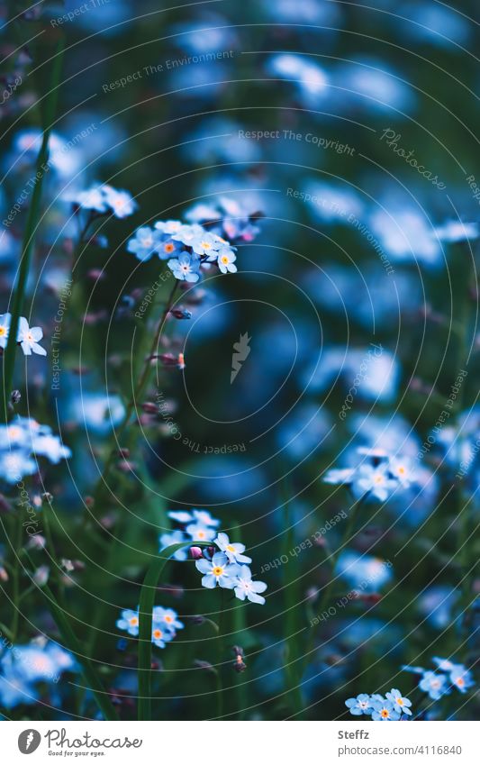 Vergissmeinnicht blüht blau und anmutig Vergissmeinnichtblüten Frühlingsblumen Myosotis Blümchen Frühjahrsblüher Frühlingsblüten blühen Mai Blütezeit