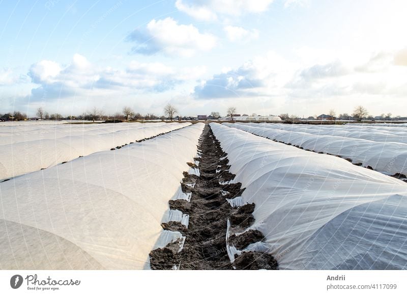 Landwirtschaftliche Kartoffelplantage, die mit Spinnvlies geschützt ist. Gewächshaus-Effekt. Frühe Ernte, Schutz vor Frost und Wind. Innovative Technologien in der Landwirtschaft