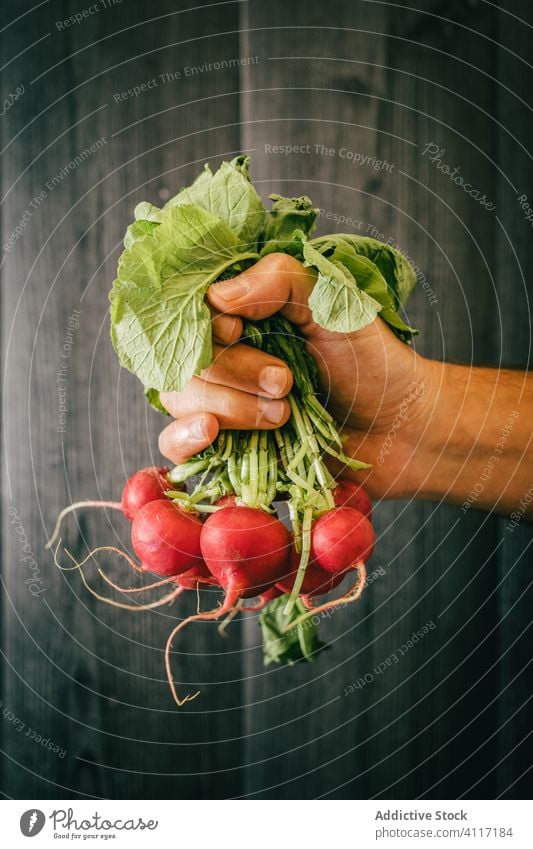 Erntehelfer mit einem Bündel frischer Radieschen Person Rettich Gesundheit grün Diät zeigen Wand Blatt hölzern organisch Vegetarier Vitamin Nutzholz schwarz