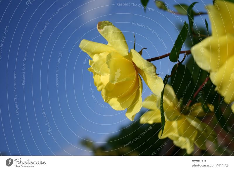 The yellow rose of Texas Rose gelb Blüte Blume blau Duft