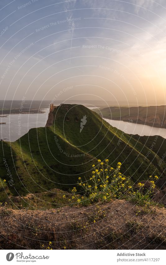 Gelbe Blumen in der Nähe grasbewachsenen Hügel auf einem Sonnenuntergang See Landschaft Natur Sommer Wachstum Gras Himmel grün gelb Blütezeit friedlich