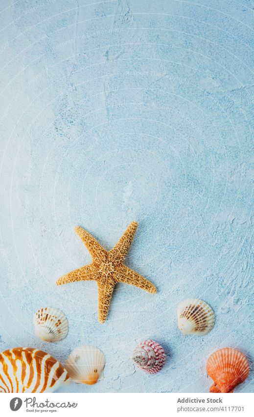 Muscheln und Seesterne auf Gipsoberfläche Sommer Zusammensetzung farbenfroh getrocknet Stuck Oberfläche hell Souvenir MEER Meer Dekoration & Verzierung Sammlung