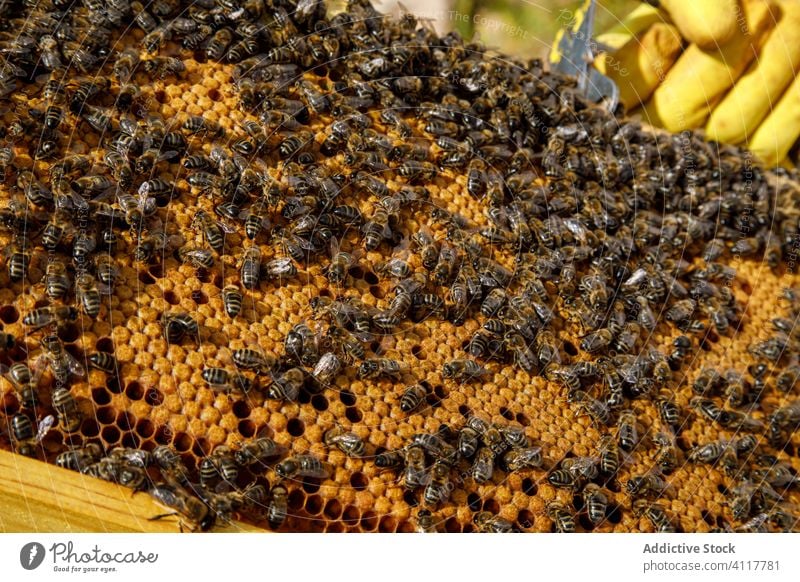 Wabenförmiger Rahmen mit Bienen Liebling Bienenstock Arbeit Bauernhof Ernte Werkzeug untersuchen Saison Beruf Gerät organisch Lebensmittel natürlich behüten