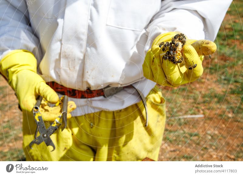 Imker mit professionellem Werkzeug und Bienen Bienenkorb Liebling Instrument Bienenstock Arbeit Arbeitskleidung behüten abholen Ernte Handschuh Gerät Uniform