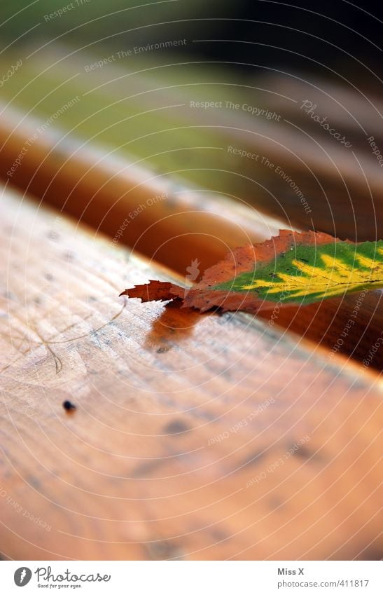 A Bladl Herbst Blatt dehydrieren Herbstlaub Buchenblatt Herbstfärbung Parkbank Holzbrett herbstlich Herbstbeginn liegen Farbfoto Außenaufnahme Nahaufnahme