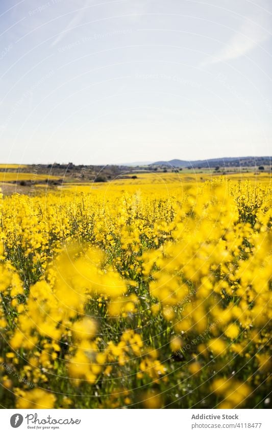 Blühendes Feld mit gelben Blumen Blütezeit hell wild Landschaft Sommer Natur Wiese schön ländlich Umwelt Raps Ackerbau malerisch Hügel Pflanze frisch Flora