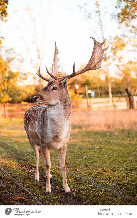 Hirsch in Abendsonne wildtier sonnenlicht dännerung geweih bast natur gefangenschaft wald