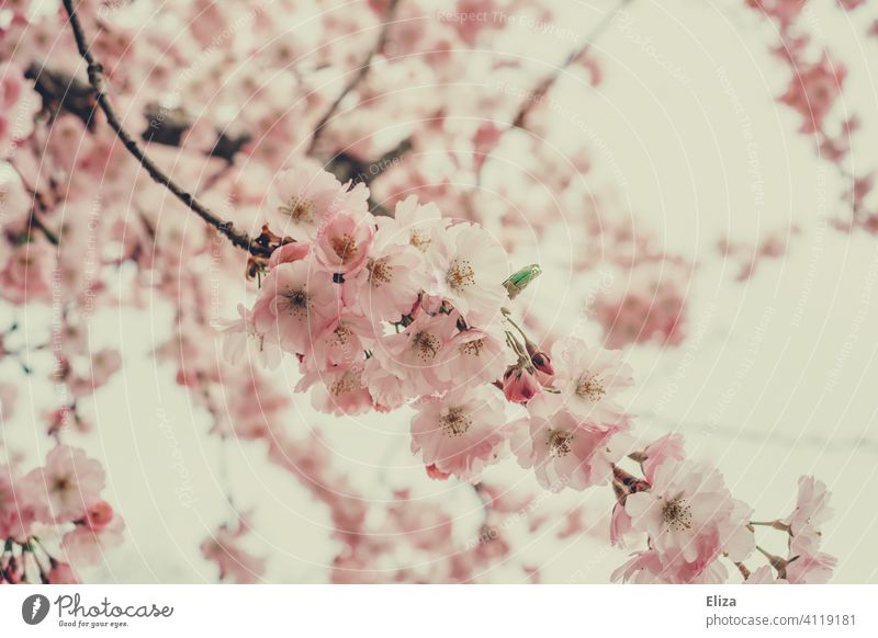 Apfelblüten in zartrosa Apfelbaum blühend Frühling pastell Blühend Natur Blüte Baum Zweige Äste Tag floral