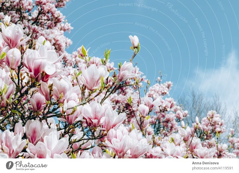 Rosa Magnolienbaum mit blühenden Blumen während des Frühlings Baum Buchse Garten Licht rosa Bank Weg Strauch Überstrahlung Englisch Großbritannien Park