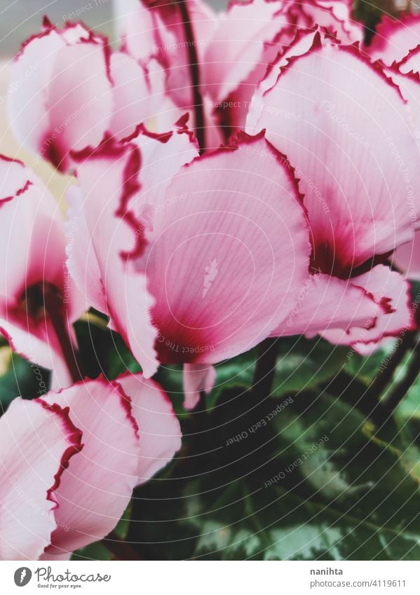 Erstaunliche Cyclamen in Blüte im Winter Alpenveilchen ciclamen Blume Schönheit Leben wachsen wachsend Pflanze blühend Blühend Frühling pattenr schließen