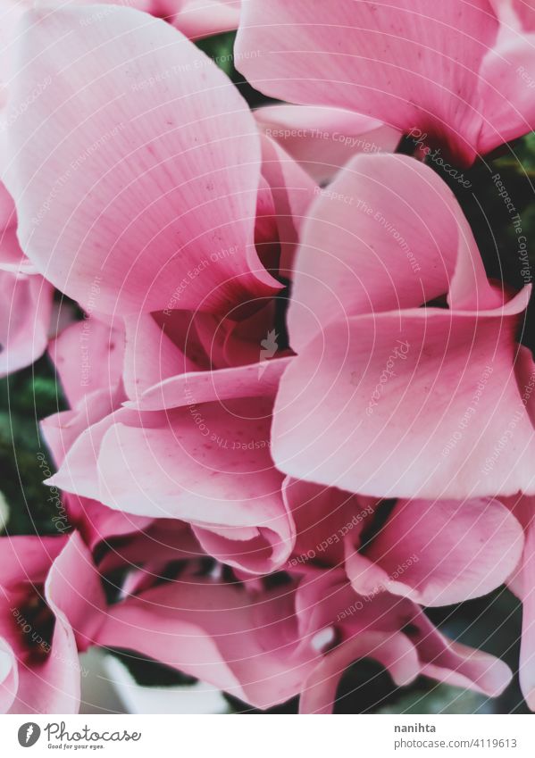 Erstaunliche Cyclamen in Blüte im Winter Alpenveilchen ciclamen Blume Schönheit Leben wachsen wachsend Pflanze blühend Blühend Frühling pattenr schließen