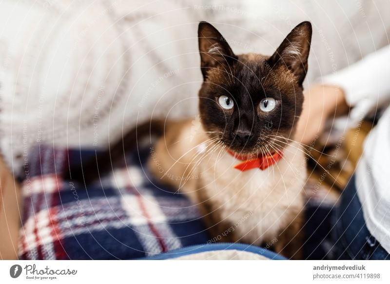 Lustige Katze mit einer roten Fliege Nahaufnahme. Katze mit Schmetterling. Katze mit Augenfehler. Das Konzept der modischen Katzen. Tier Katzenbaby Kätzchen