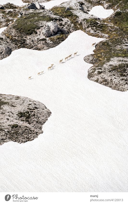 Objektiv | betrachtet. Montagmorgen. Schichtbeginn. Mühselig und stumpfsinnig trotten die Schafe dem Leittier hinterher. Auch über Eis und Schnee. Auf der Suche nach neuen Weidegründen.