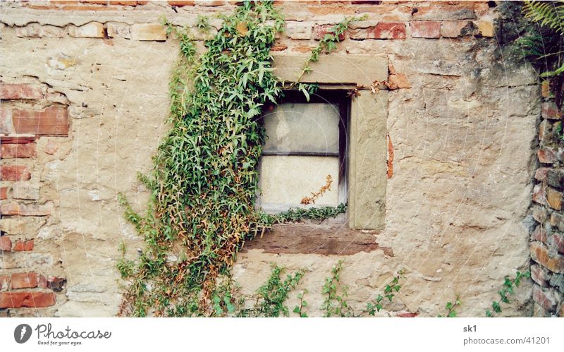 Fenster Mauer Ranke grün Wand Backstein Haus Dinge alt