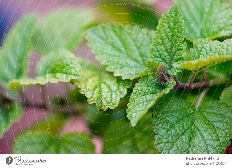 Zitronenmelisse-Blätter Melisse Kraut Kräuterbuch Blatt Gartenarbeit grün medizinisch Medizin Geschmack Gewürz Aromastoff Pflanze wachsen wachsend Wachstum