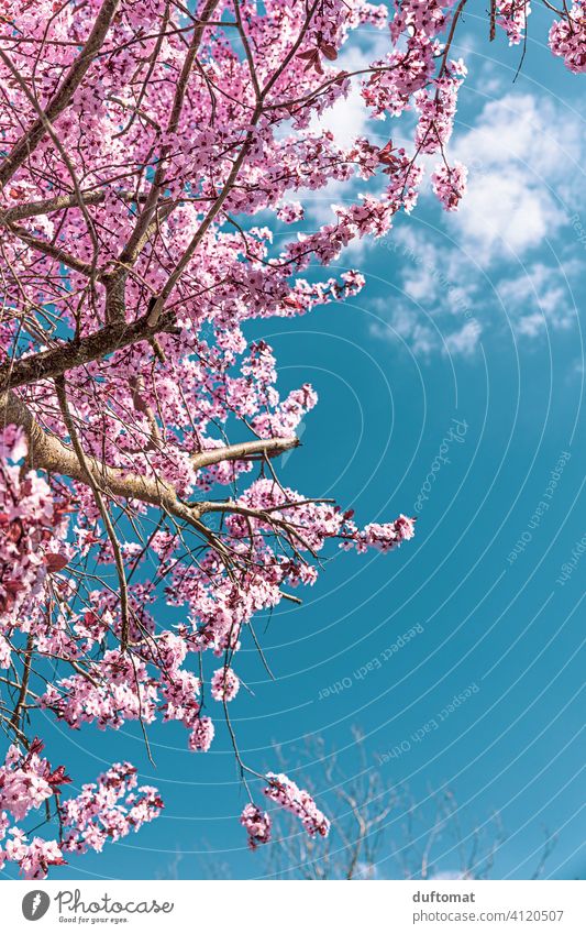 Baum mit rosa Kirschblüten vor blauem Himmel Blauer Himmel Frühling Hanami Natur Blüte Pflanze Blühend Außenaufnahme Frühlingsgefühle Garten Duft Schönes Wetter