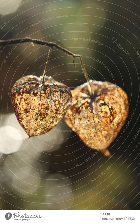 Lampionblume zu sehen Reste der vertrockneten Blütenhülle im Gegenlicht Physalis alkekengi Nachtschattengewächs netzartig Lichtpunkte vergänglich braunbeige