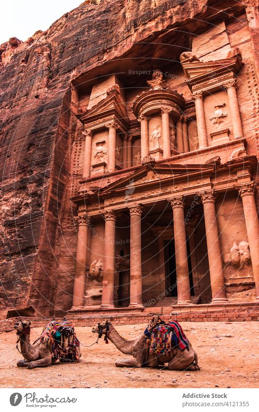 Kamele auf dem Boden vor einem in den Fels gehauenen antiken Tempel Architektur historisch alt Stein schnitzen Gebäude Tourismus Camel Petra Jordanien