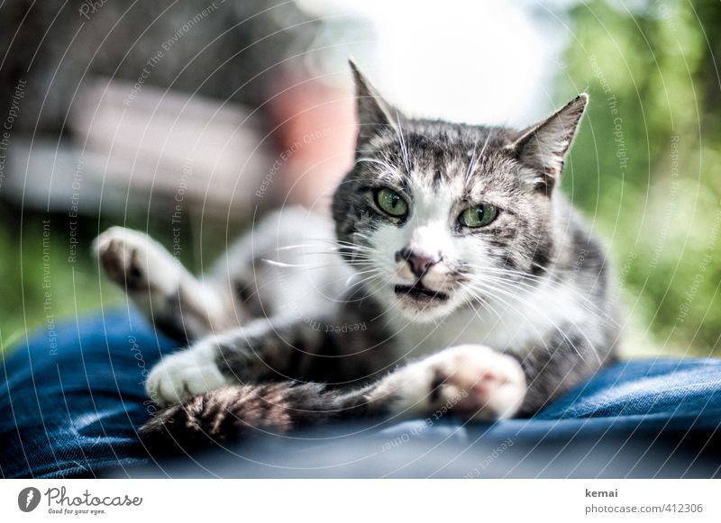 AST6 Inntal | Bequem gemacht Jeanshose Tier Haustier Katze Tiergesicht Fell Pfote Auge 1 liegen Blick außergewöhnlich schön niedlich grün Akzeptanz Vertrauen