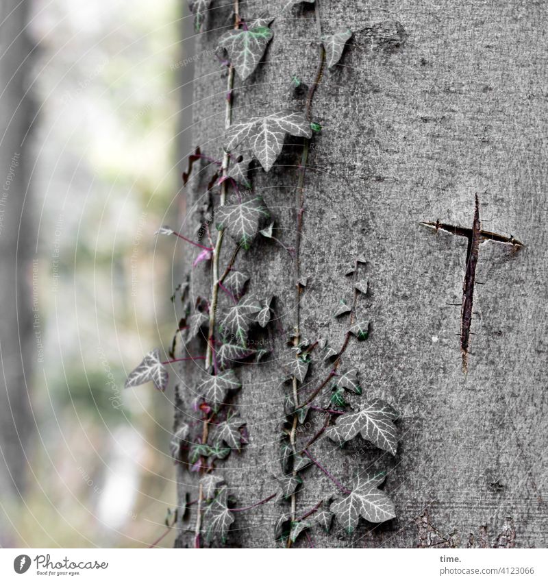 Lebensbrüche | verwundet vom Kreuz baum efeu kreuz riss narbe baumstamm rinde kerbe missbrauch verletzung gräulich verletzt geritzt Mal Zeichen buche