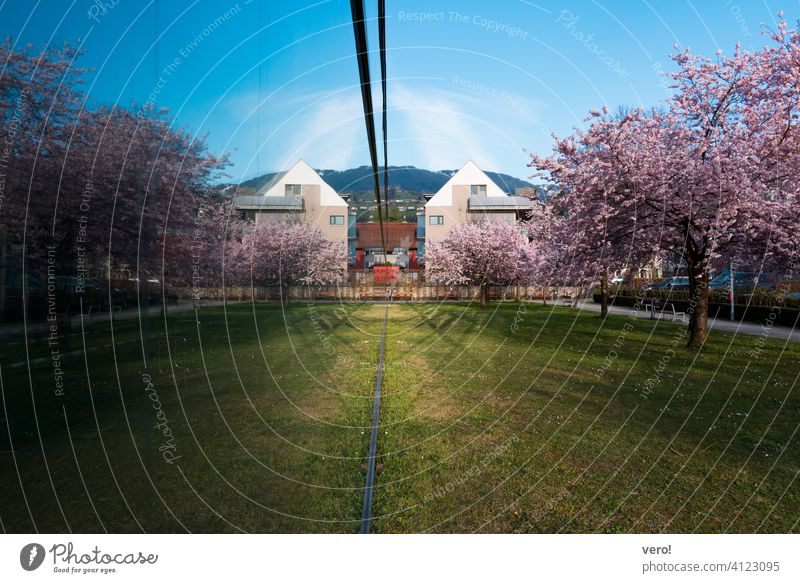 Spiegelung, Kirschbäume schön erblüht Kirschbaum Ast Park zierlich zerbrechlich Anmut edel Beginn Kirschblüten zart Frühling rot rosa faszinierend Im Freien