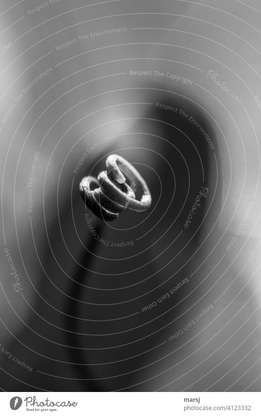 Komm zu mir! Sich windend, versuchte diese Ranke, einen vernünftigen Halt zu finden. Pflanzenteile spiralförmig Kontrast Natur dünn drehen natürlich drehend