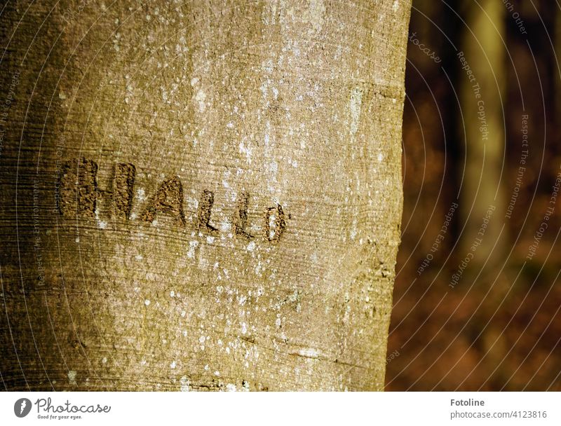 "HALLO" hat jemand in den Baum geritzt. Baumstamm Baumrinde Natur Wald Außenaufnahme Farbfoto Menschenleer Tag Umwelt Pflanze braun natürlich Holz