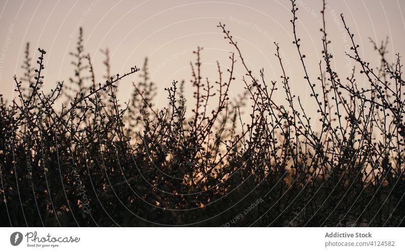 Grünes Gras wächst auf einem Feld grün Pflanze Rasen Sonnenuntergang Sommer Abend Natur Wachstum Wiese warm ruhig Himmel Harmonie Botanik stumm Windstille