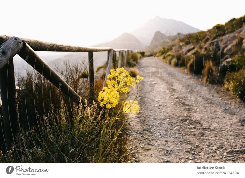 Wildblumen in der Nähe der Straße auf dem Lande Blume Weg Berge u. Gebirge Nebel Landschaft Natur Zaun Flora ländlich Umwelt Windstille malerisch Pflanze Route