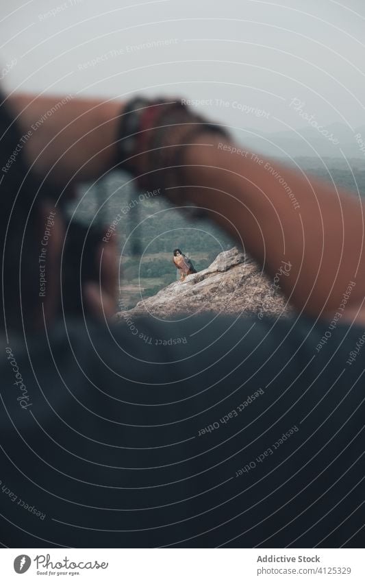 Crop-Fotograf, der einen Vogel fotografiert Adler Berge u. Gebirge Klippe Mann Reisender fotografieren Sonnenuntergang Himmel felsig Abenteuer Fotografie