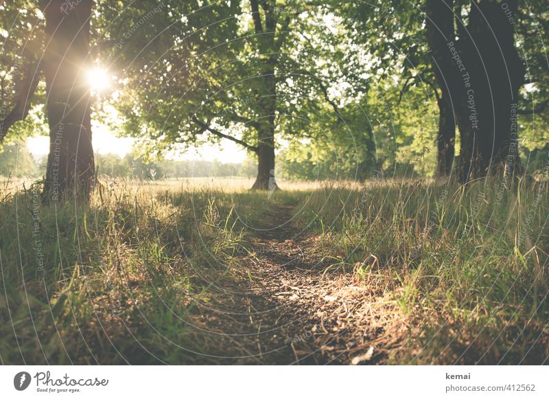 One fine evening Umwelt Natur Landschaft Pflanze Erde Sonne Sonnenaufgang Sonnenuntergang Sonnenlicht Sommer Schönes Wetter Wärme Baum Gras Baumstamm Park