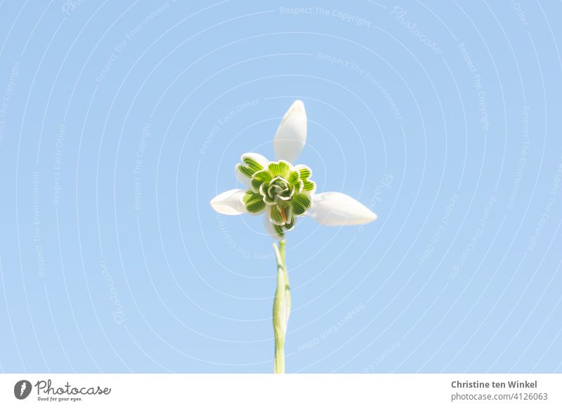 gefülltes Schneeglöckchen im Sonnenlicht vor hellblauem Himmel Blüte Schönes Wetter Winter Frühling Romantik Frühlingsgefühle natürlich klein nah Fröhlichkeit