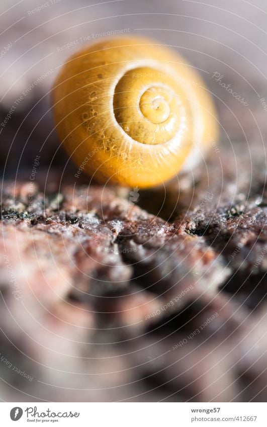 Das gelbe Haus Natur Tier Sand Wildtier Schnecke Schneckenhaus 1 Linie feminin braun Spirale Nahaufnahme Makroaufnahme Detailaufnahme Farbfoto mehrfarbig