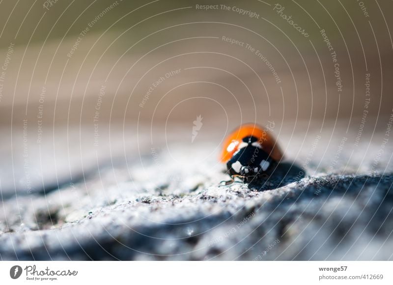 Glückskäfer Natur Tier Sommer Wildtier Käfer Marienkäfer Insekt 1 klein braun rot schwarz weiß krabbeln Krabbelkäfer winzig 7 Punkt Makroaufnahme Nahaufnahme