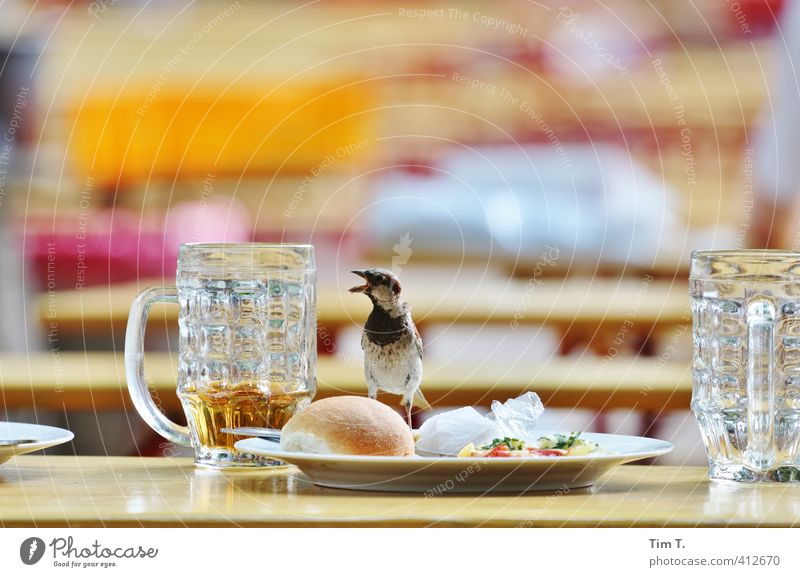 noch nen Bier . Lebensmittel Büffet Brunch Getränk Erfrischungsgetränk Alkohol Teller Glas Restaurant Essen trinken Tier Vogel 1 Dienstleistungsgewerbe Spatz