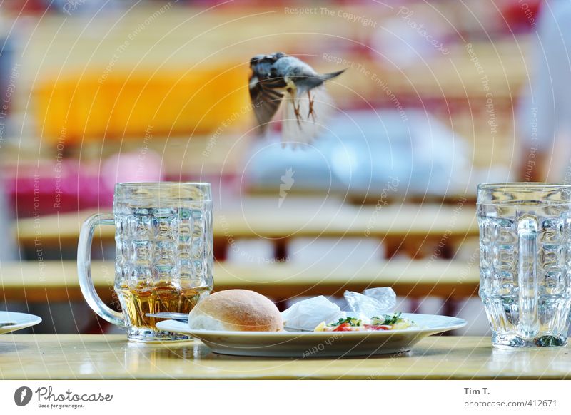 Abflug Stadtzentrum Altstadt Tier Vogel 1 Handel Spatz Biergarten Prater Glas Farbfoto Außenaufnahme Menschenleer Tag Unschärfe