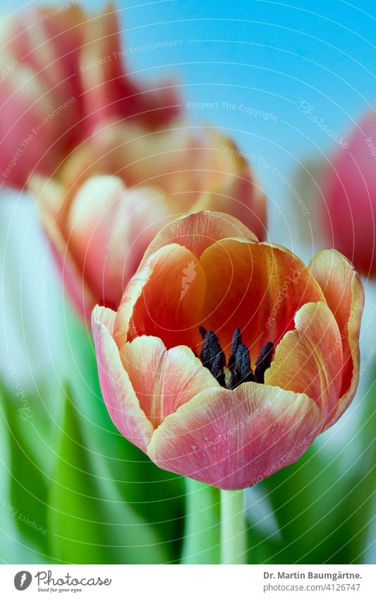 Blühende Gartentulpen Tulpen Tulpenhybride Tulipa Hybride Frühling Frühjahr Liliaceae Liliengewächse rot gelb Zwiebelblume Pflanze Blume Blüte Nahaufnahme