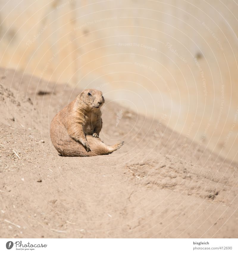 Präriehund III Tier Wildtier 1 Blick sitzen braun achtsam Wachsamkeit Gelassenheit schön Farbfoto Außenaufnahme Menschenleer Textfreiraum rechts