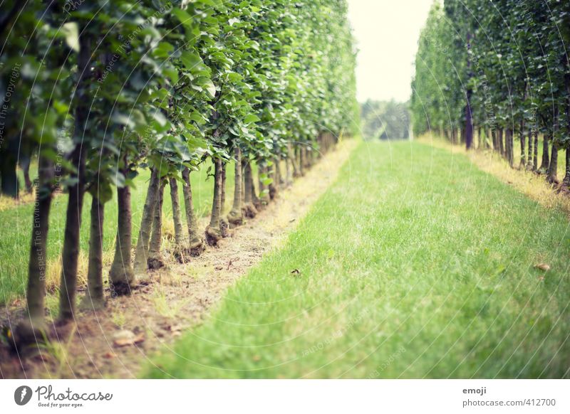 Labyrinth Umwelt Natur Landschaft Sommer Schönes Wetter Baum Gras Grünpflanze natürlich grün Irrgarten Landwirtschaft Farbfoto Außenaufnahme Menschenleer Tag