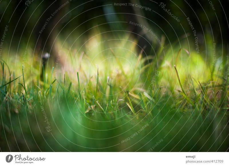 kitzeln Umwelt Natur Landschaft Pflanze Gras Garten natürlich grün Farbfoto Außenaufnahme Nahaufnahme Makroaufnahme Menschenleer Tag Schwache Tiefenschärfe