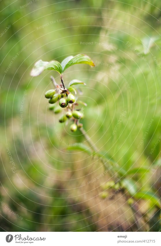 green Umwelt Natur Pflanze Sommer Grünpflanze natürlich grün Farbfoto Außenaufnahme Makroaufnahme Menschenleer Tag Schwache Tiefenschärfe