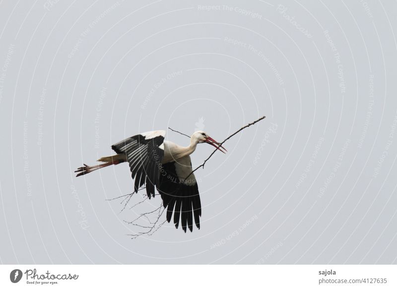 fliegender Weissstorch mit Ast im Schnabel Weißstorch Nestbau Frühlingsgefühle Vogel Tier Natur Außenaufnahme Wildtier Storch Textfreiraum oben Tag 1 Himmel