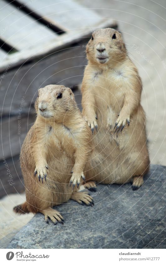 Jetzt guck' dir das an! Tier Wildtier Fell Krallen Zoo Präriehund 2 Tierpaar stehen Neugier Interesse Schüchternheit beobachten Wachsamkeit staunen Überraschung