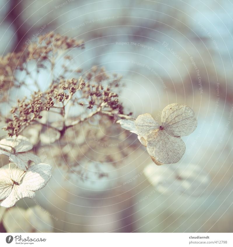 Hortensie Natur Pflanze Frühling Winter Blume Blüte Garten verblüht alt trocken Vergänglichkeit vertrocknet Unschärfe verträumt Pastellton Zweige u. Äste