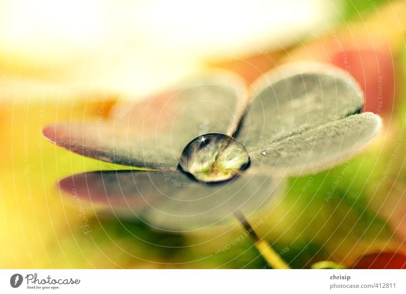 glücklicher Wassertropfen Umwelt Natur Pflanze Sonnenlicht Schönes Wetter Blume Gras Blatt Grünpflanze Kleeblatt Wiese Glück nass gelb gold grün rot weiß