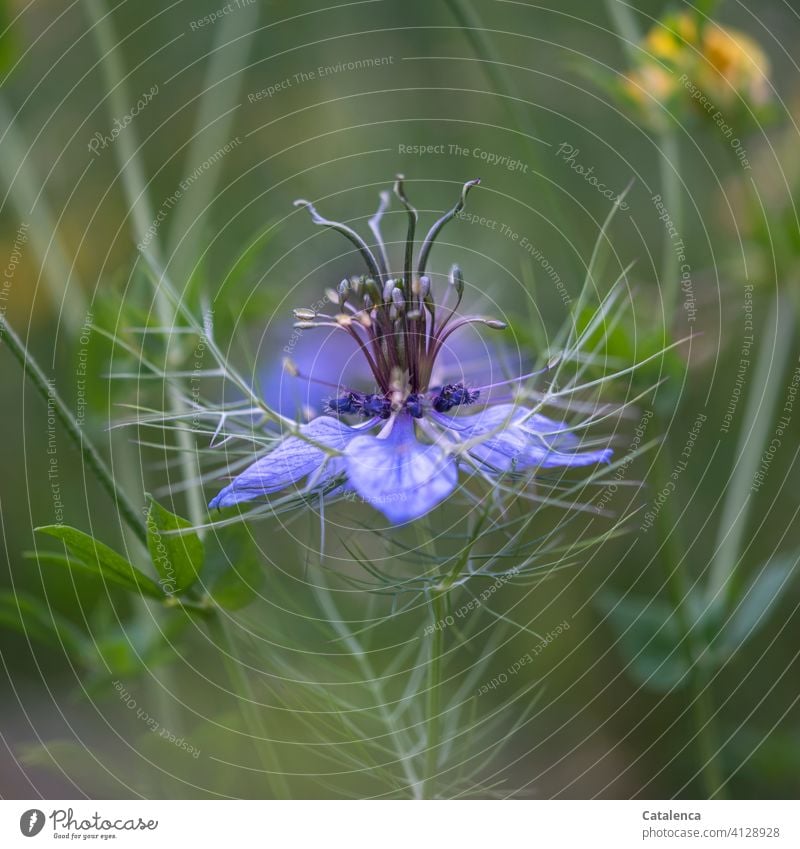 Blüte des Echten Schwarzkümmels Flora Natur Blume Hahnenfußgewächs Ranunculaceae Nigella sativa Echter Schwarzkümmel Blatt Stiel blühen verblühen Sommer Wiese