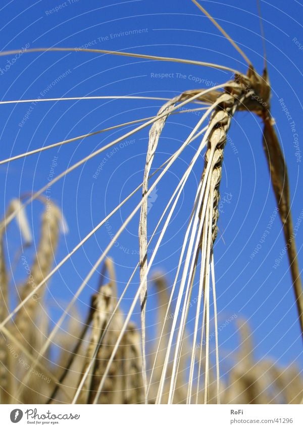 Gerstenähre (glaub ich) Sommer Ackerbau Physik Landwirtschaft Ähren Pflanze Getreide Sonne Wärme Korn