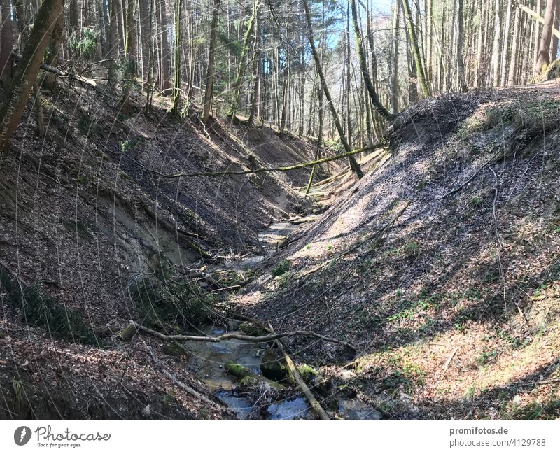 Wald nahe dem Illerbruch im Allgäu. Foto: Alexander Hauk Bayern Schwaben Natur Landschaft Farbfoto Deutschland Europa Außenaufnahme Hügel Menschenleer