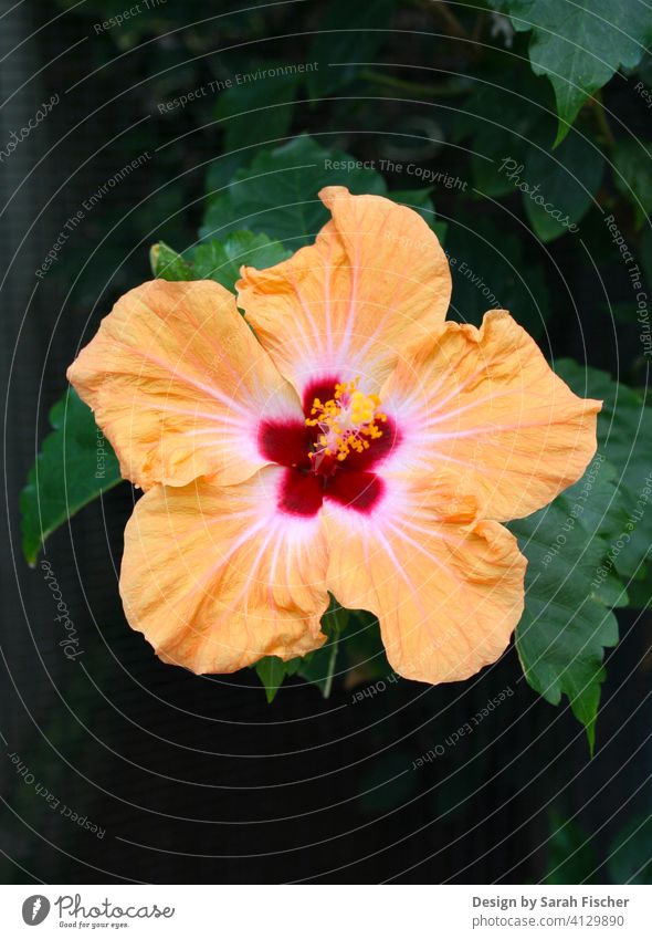 Tropische Hibiskusblüte mit Blattwerk Blüte Orange Rot Blume grün Natur nature Tropen tropisch Blütenkranz Blätter anpflanzen Gärtner grüner Daumen Topfpflanze