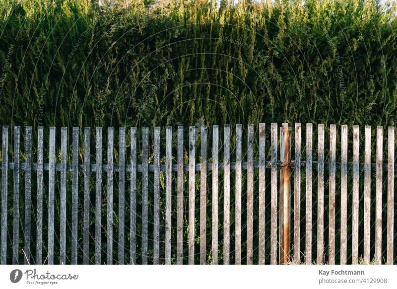 Hecke hinter Holzzaun um Grundstück Hintergrund Hinterhof Schönheit Farbe Anwesen Zaun Garten grün heimwärts Landschaft Natur Viertel im Freien außerhalb Muster